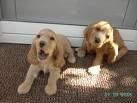 animale - andreea - Forum Nou