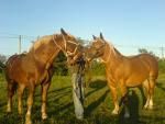 animale - andreea - Forum Nou