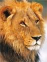 animale - andreea - Forum Nou
