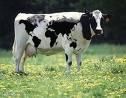 animale - andreea - Forum Nou