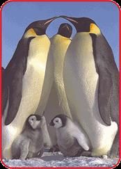 animale - andreea - Forum Nou