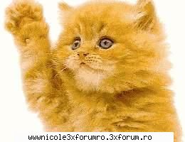 pisoi - andreea - Forum Nou