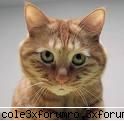 pisoi - andreea - Forum Nou