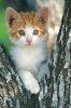 pisoi - pisi!!!!!!!!!!!!!!!!!!!!!!!!!!!!!!!!!!!!!!! - Forum Nou